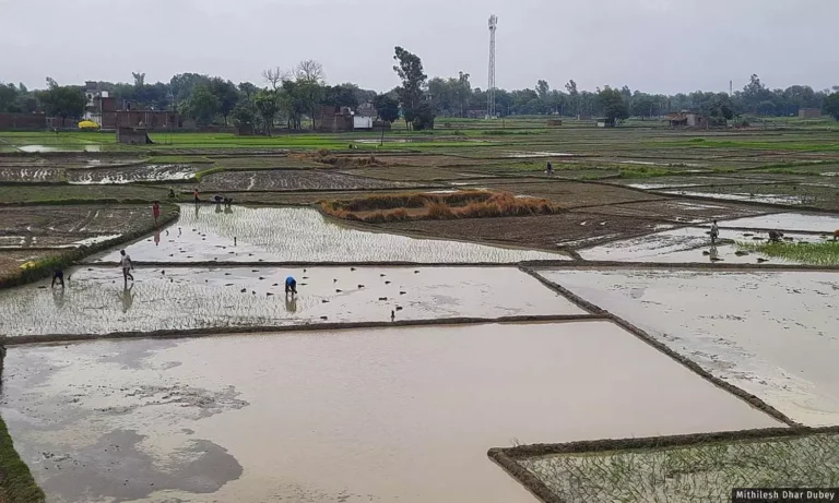 1010713-kharifbhadohi1500