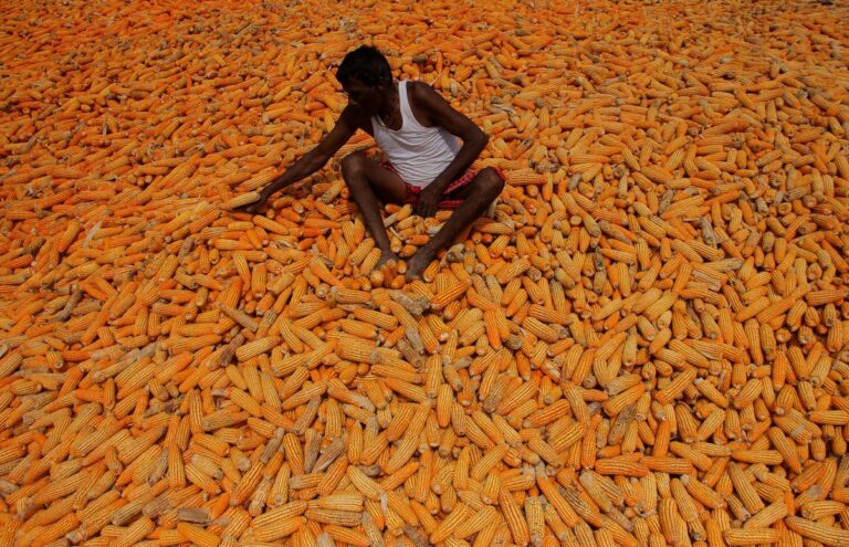 90092_13_11_2023_17_40_0_1_AGRICULTURE_CAPITALIST_IN_ODISHA_16