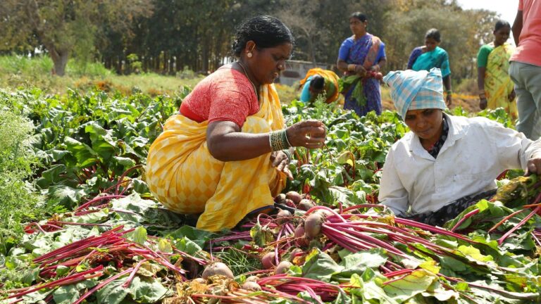 FPOs and Agri Cooperatives (3)