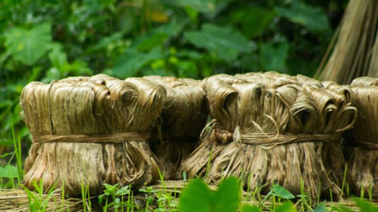Jute Cultivation (2)