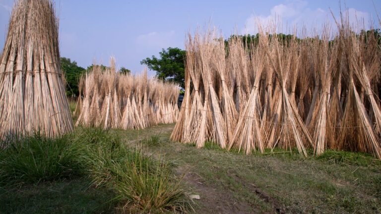 Jute Cultivation (3)