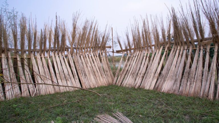 Jute Cultivation (4)