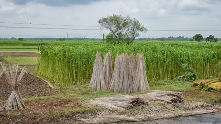 Jute Cultivation