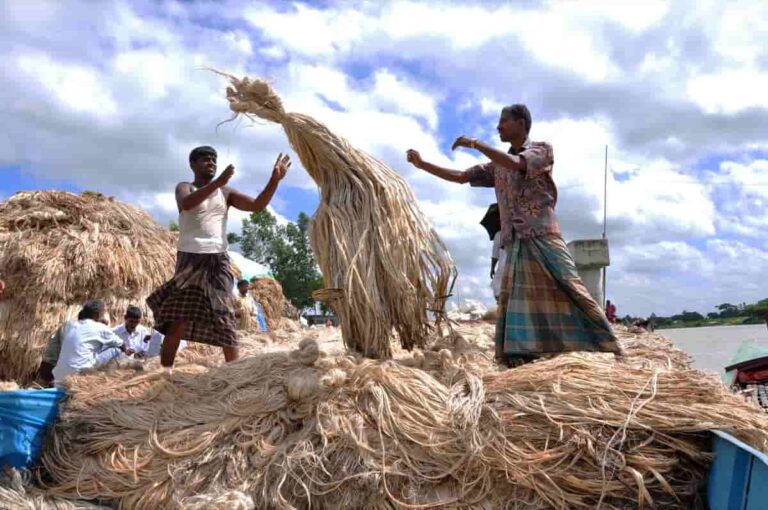 Jute-Cultivation-in-India3