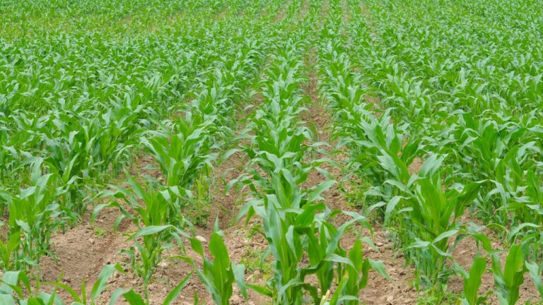 Maize Cultivation (2)