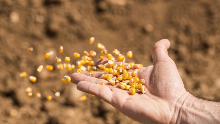 Maize Cultivation (4)