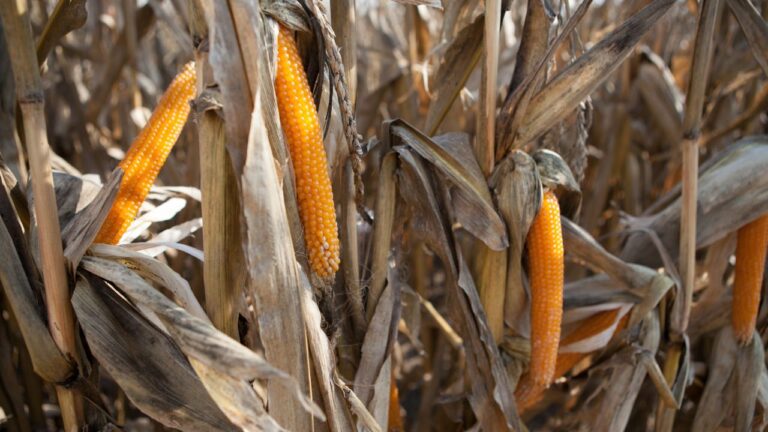 Maize Cultivation (5)