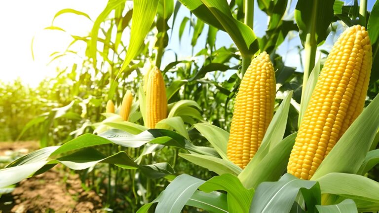Maize Cultivation