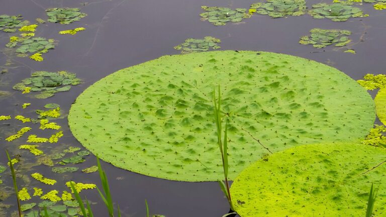 Makhana Cultivation 1