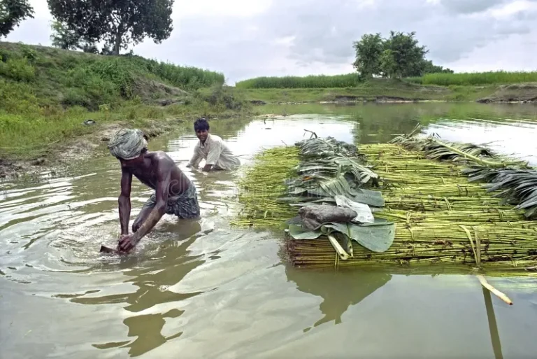 men-working-jute-industry-bangladesh-tangail-washing-lake-nightfall-countryside-outside-tangail-workers-77971095
